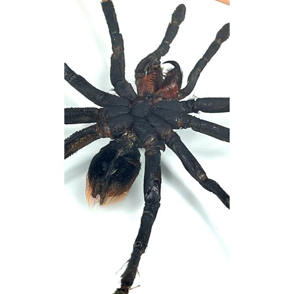 Tarantula Taxidermy Yucatan Rust Rump Giant Hairy Real Spider Between Glass - Picture 11 of 15